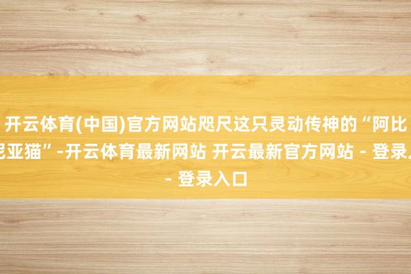 开云体育(中国)官方网站咫尺这只灵动传神的“阿比西尼亚猫”-开云体育最新网站 开云最新官方网站 - 登录入口
